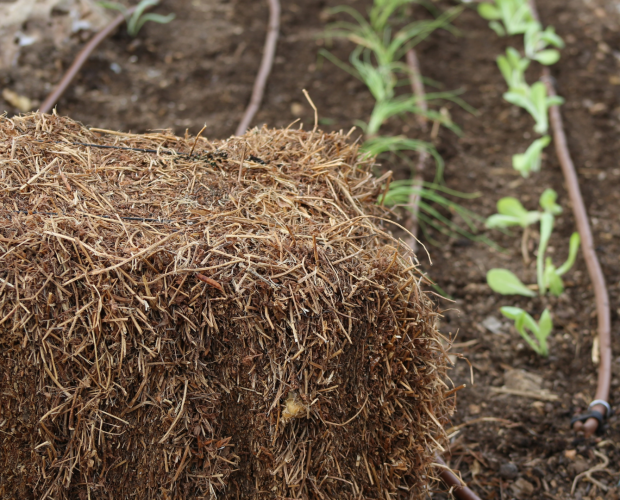 Comment et pourquoi pailler son potager ? - Blog - Dr. Jonquille & Mr. Ail