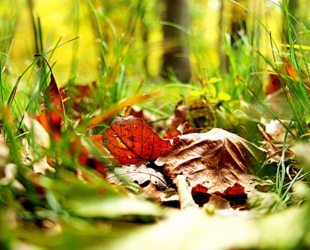 Que semer en octobre - Blog - Dr, Jonquille & Mr. Ail