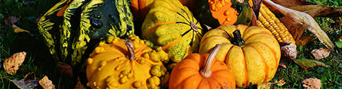 recolte-courges-octobre Récolte des courges en octobre