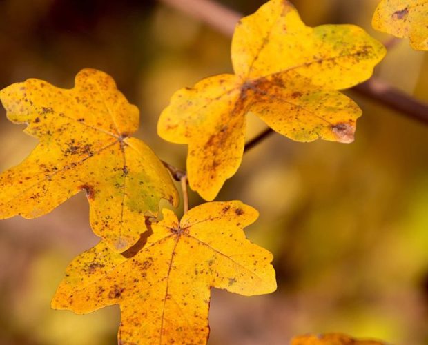 Que semer en novembre - Blog - Dr. Jonquille & Mr. Ail