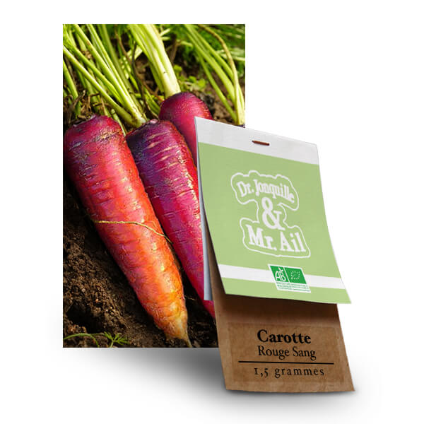 Carotte - Rouge Sang Graines bio et reproductibles - carotte rouge sang