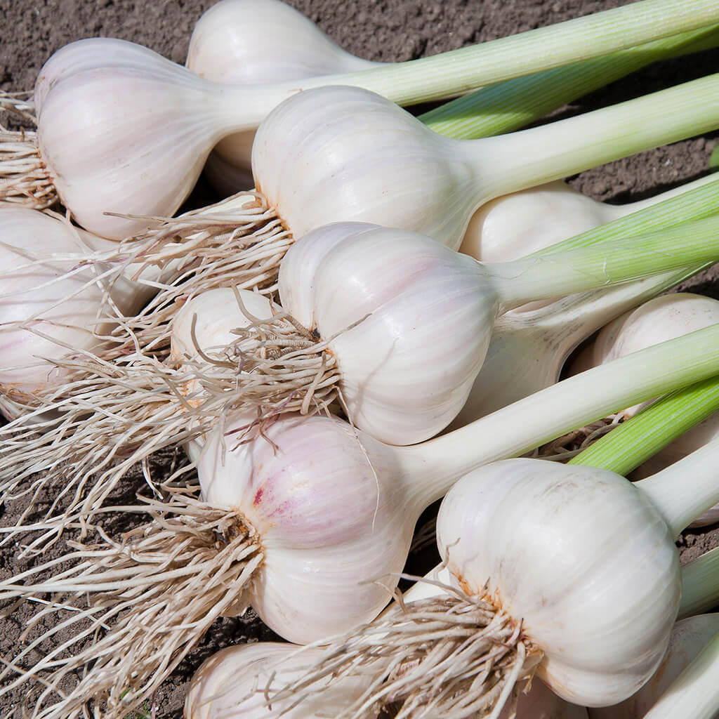 Biostimulants potager - ail gousses Biostimulants potager - ail gousses