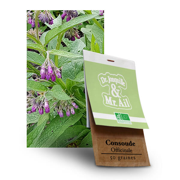 Graines bio et reproductibles - Consoude Officinale