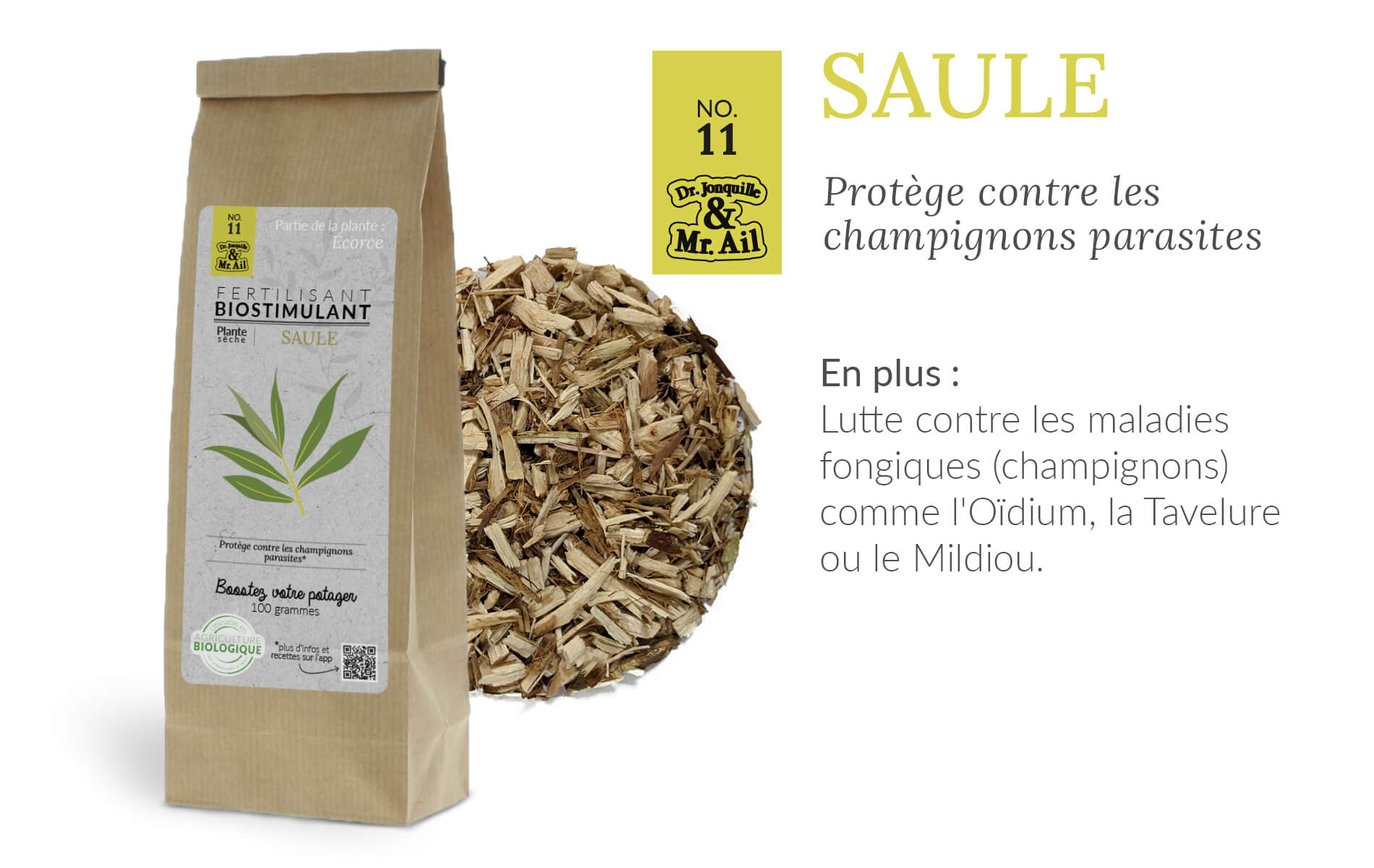 Bienfaits biostimulants - saule