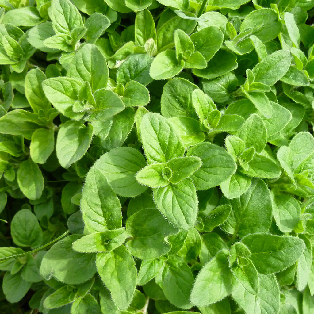 Biostimulants potager - origan feuilles Biostimulants potager - origan feuilles