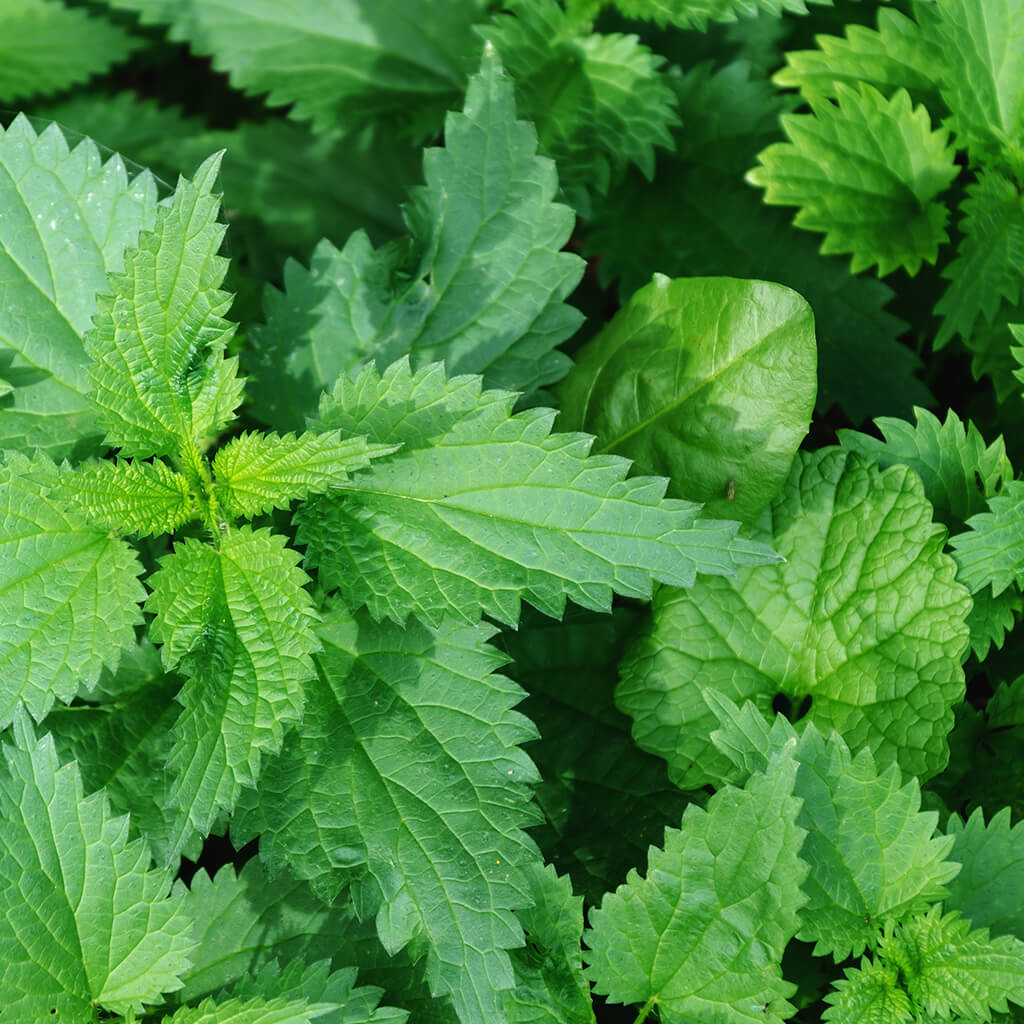 Biostimulants potager - ortie feuilles Biostimulants potager - ortie feuilles