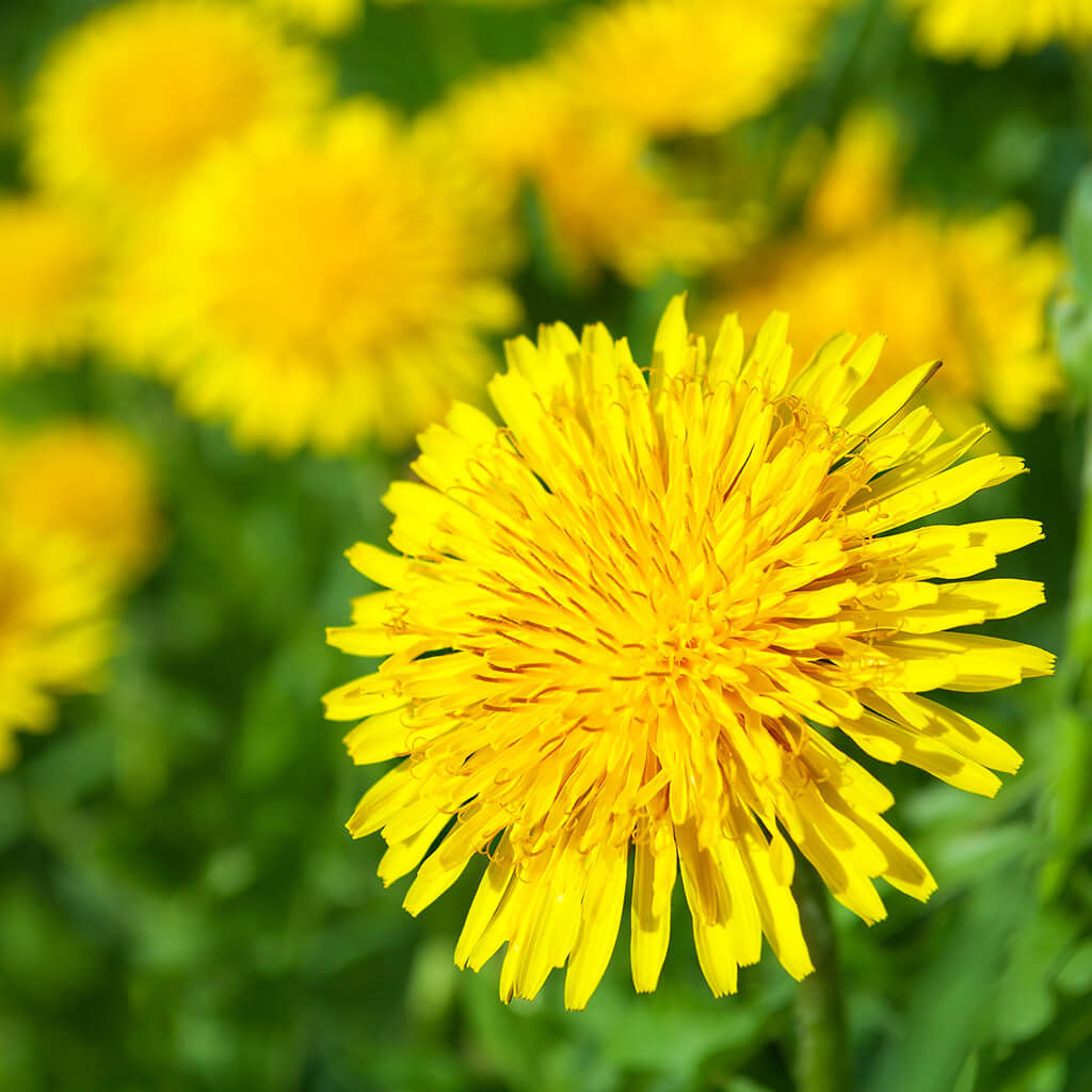 Biostimulants potager - pissenlit fleurs Biostimulants potager - pissenlit fleurs