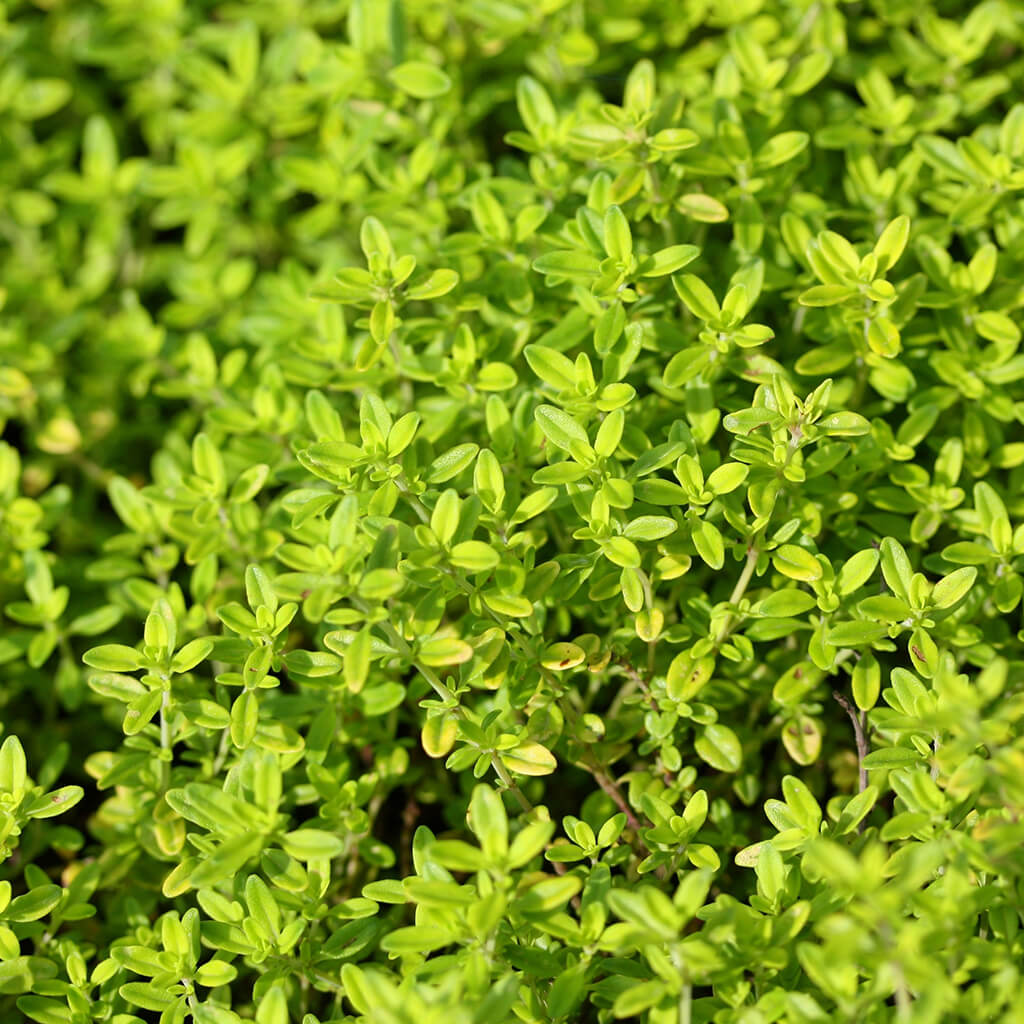 Biostimulants potager - sarriette feuilles Biostimulants potager - sarriette feuilles