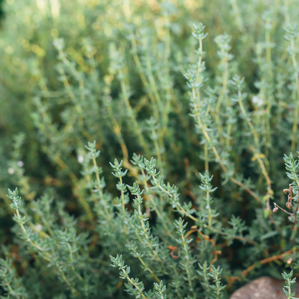 Biostimulants potager - thym branches