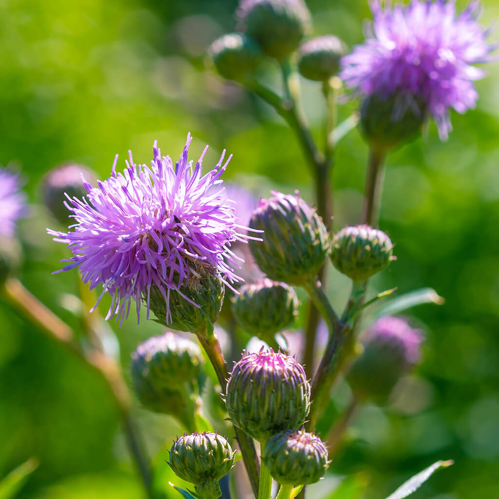 Biostimulants potager - bardane fleurs Biostimulants potager - bardane fleurs