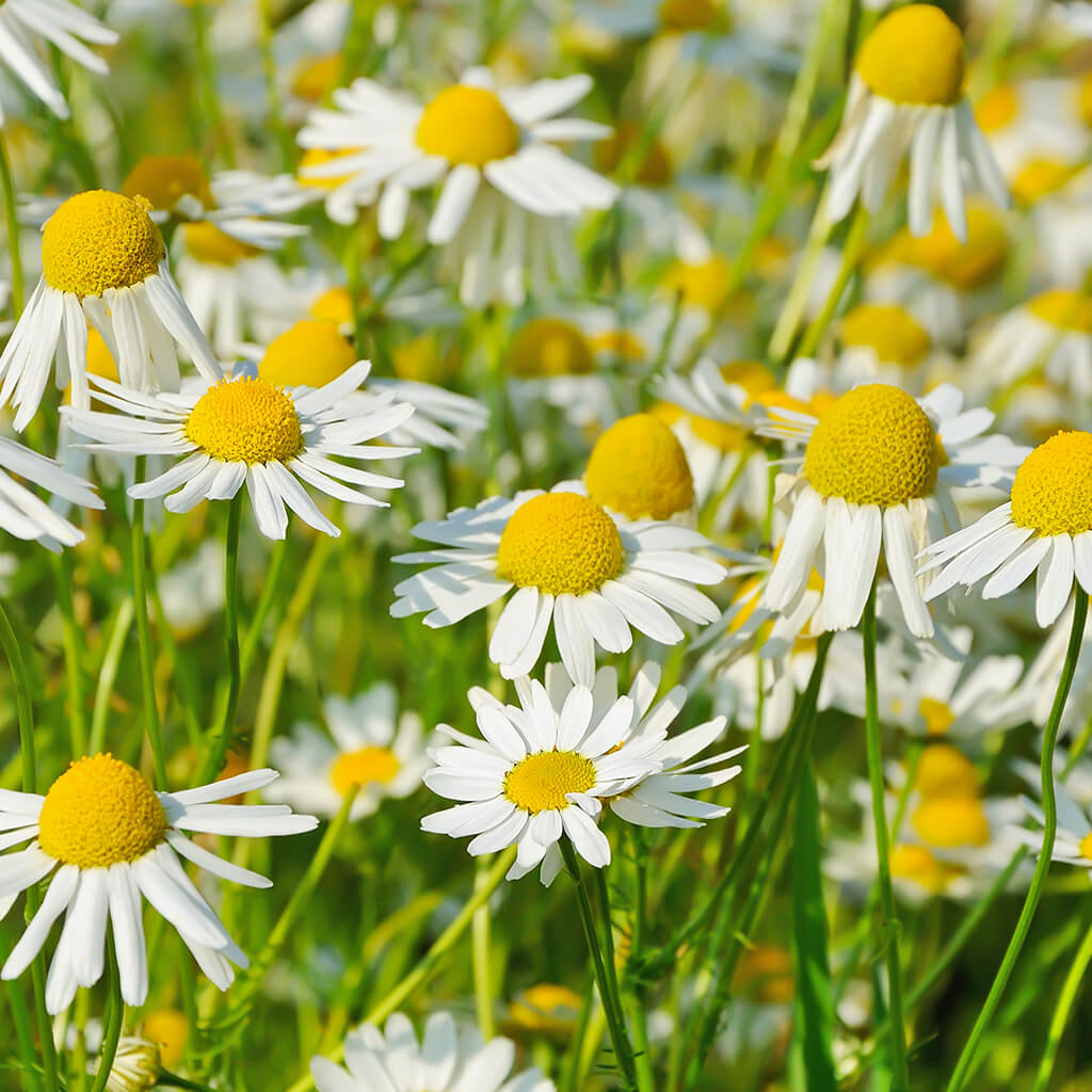 Biostimulants potager - camomille fleurs Biostimulants potager - camomille fleurs