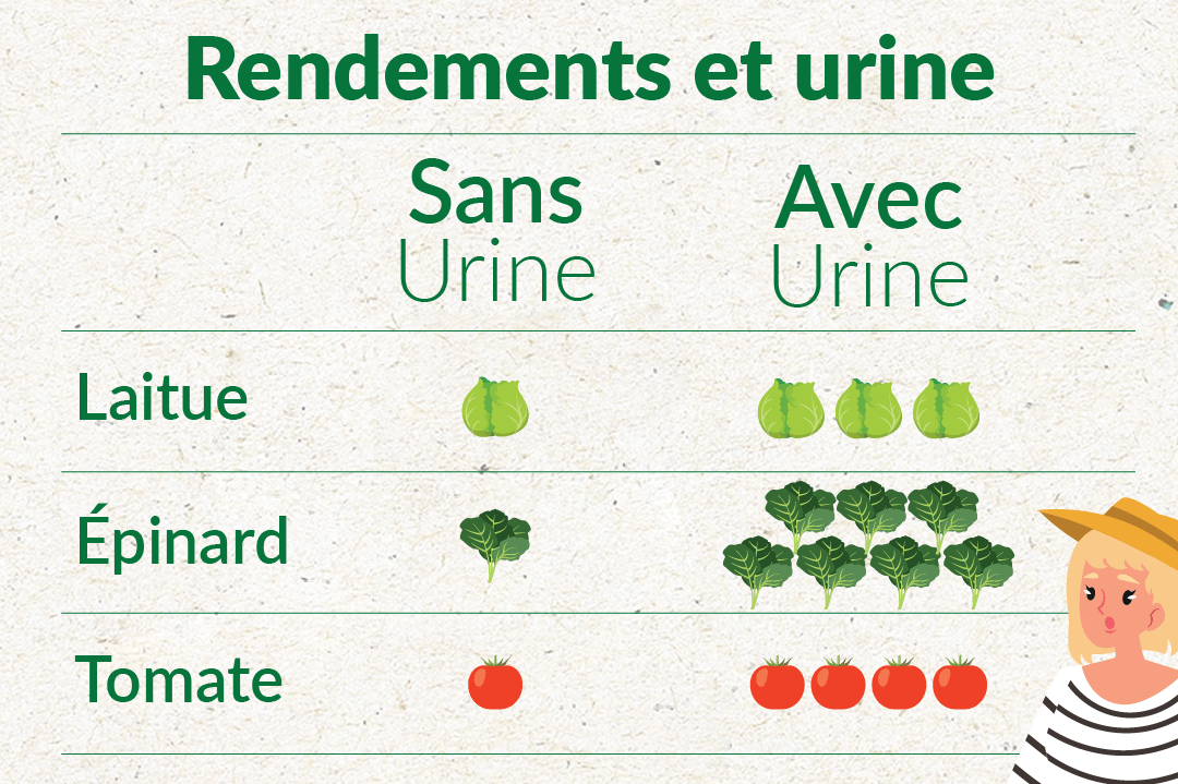 Les rendements des légumes avec l'urine plus-de-légumes-urine