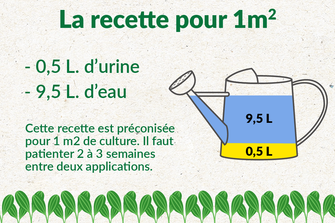 Quelle est la recette de l'engrais pour l'urine La-recette-engrais-urine