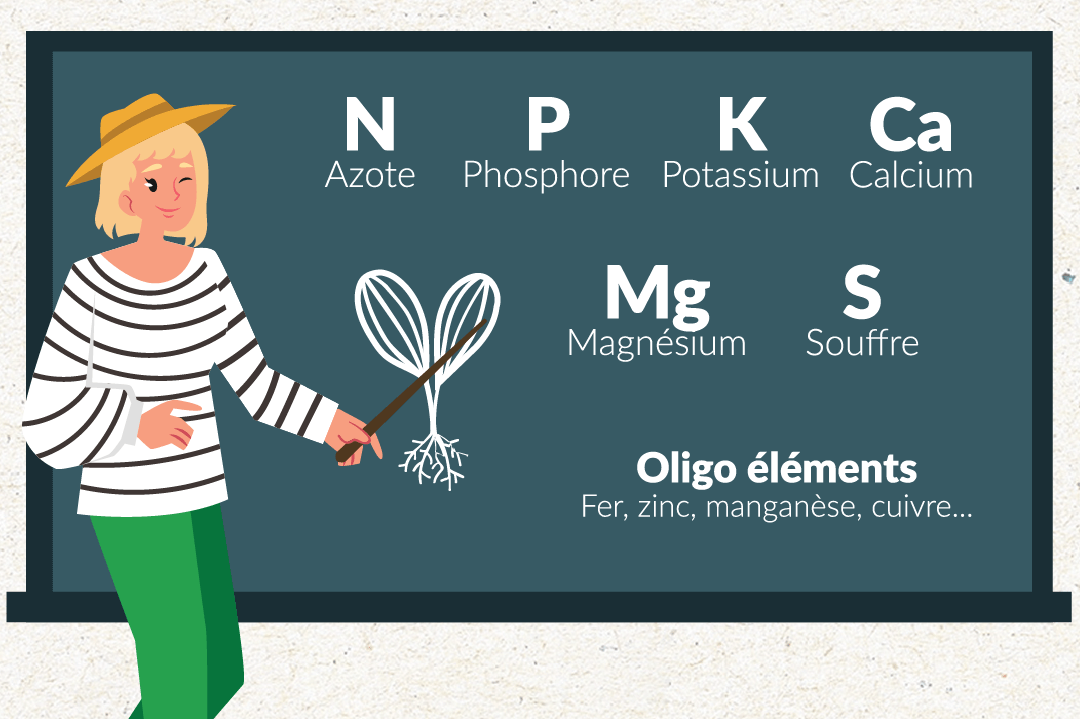 Quels-besoins-nutritifs-plante