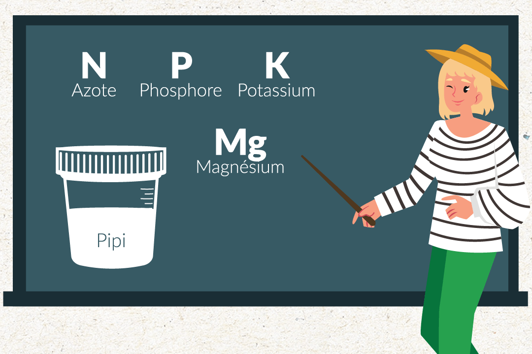 De quoi est constitué l'urine composants-chimiques-urine