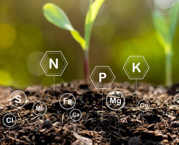 urine-comme-fertilisant-au-potager