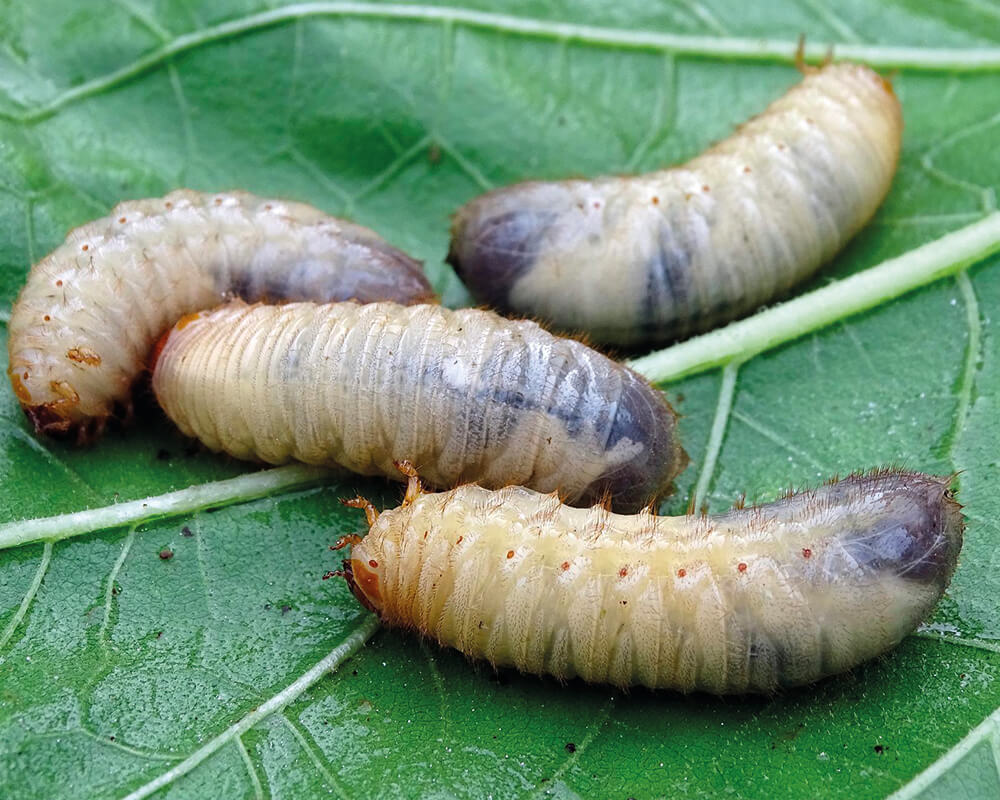 La-larve-de-Cétoine-au-potager