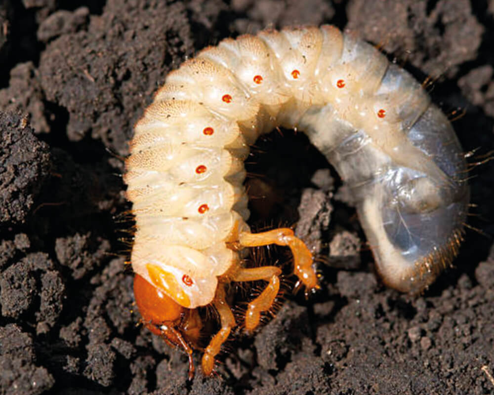 La larve de Hanneton au potager et au jardin La-larve-de-Hanneton-au-potager