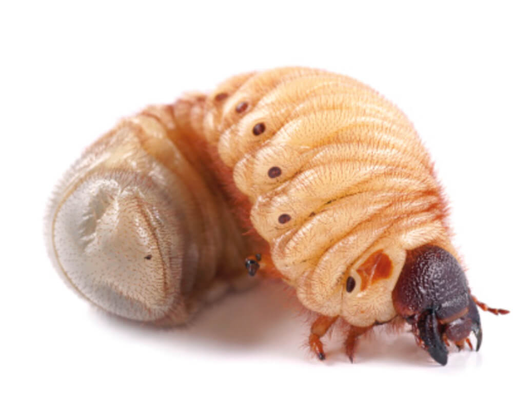 La larve de Lucane au potager et au jardin La-larve-de-Lucane-au-potager