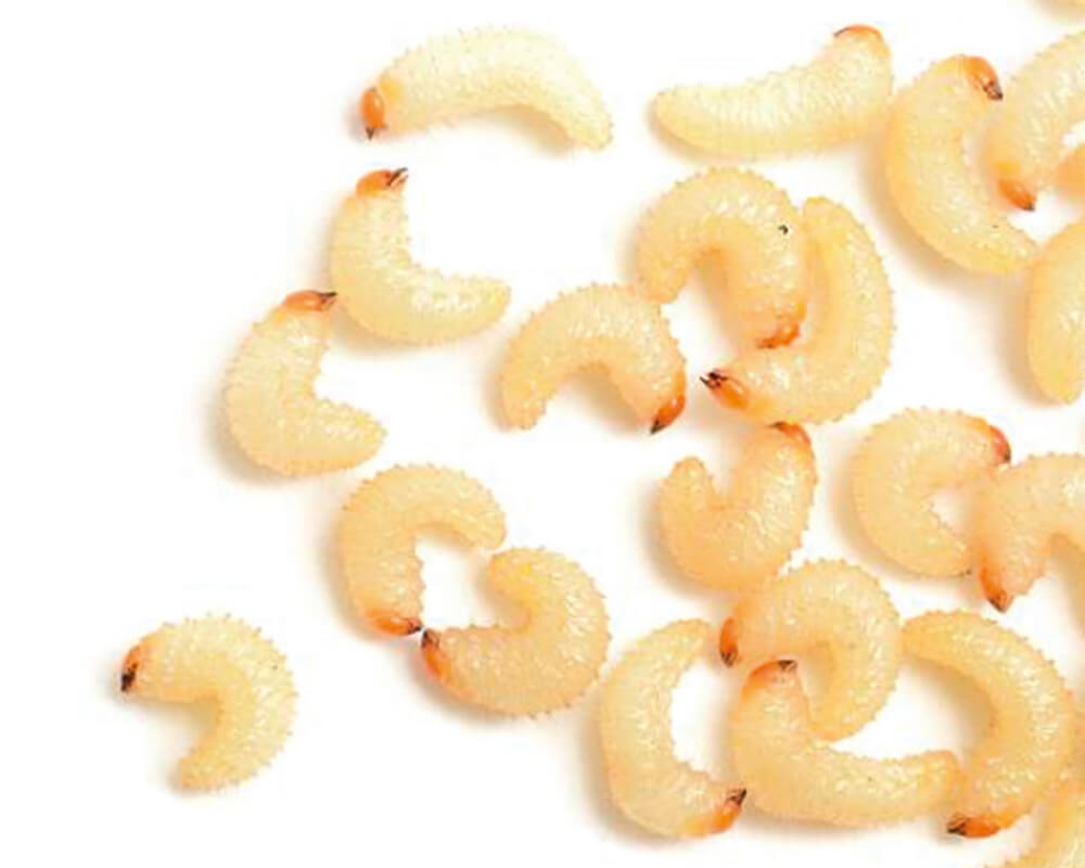 La larve de Otiorhynque au potager et au jardin La-larve-de-Otiorhynque-au-potager