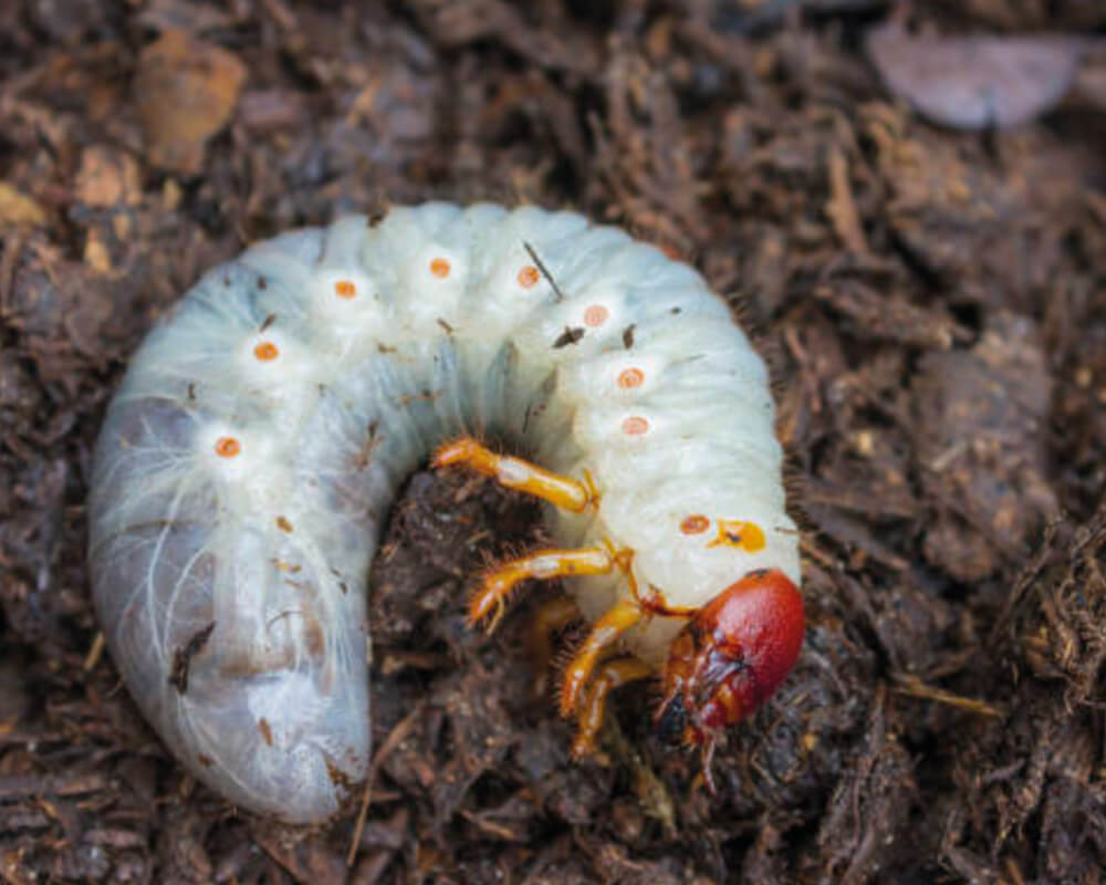 La-larve-de-Rhinocéros-au-potager