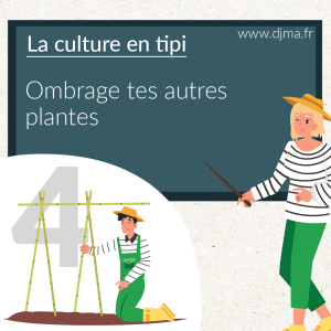 la-culture-en-tipi-ombrage-les-plantes