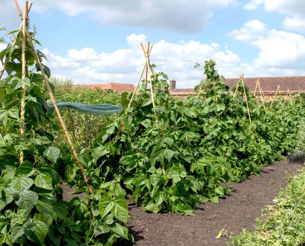 les-avantages-de-la-culture-en-tipi