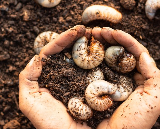 comment-sauver-les-larves-du-jardin