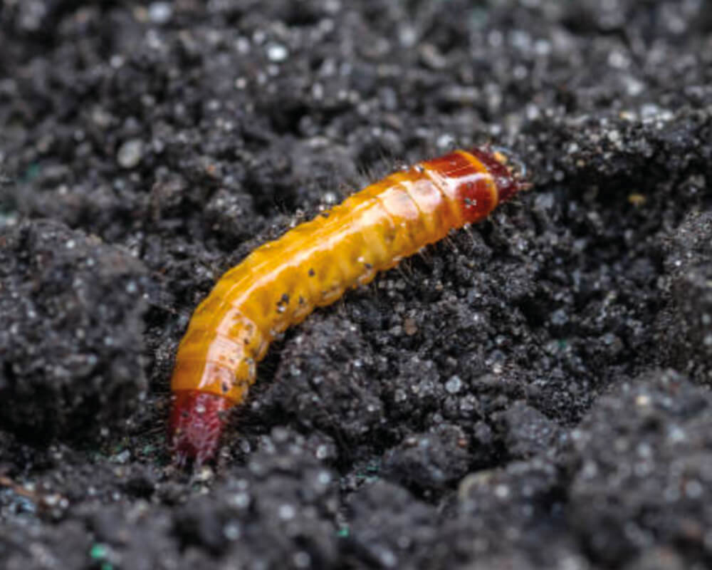 La larve de taupin au potager et au jardin La-larve-de-taupin-au-potager