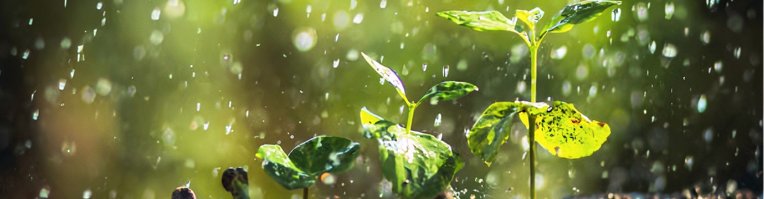 Eau de pluie au potager Eau de pluie au potager