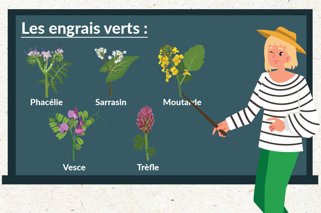 article engrais verts - les meilleurs engrais verts Les engrais verts – Blog – Dr. Jonquille & Mr. Ail