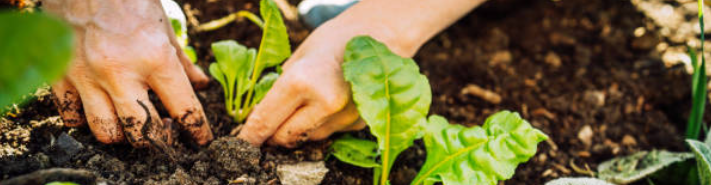 M. Vaccae - Blog - Dr. Jonquille & Mr. Ail