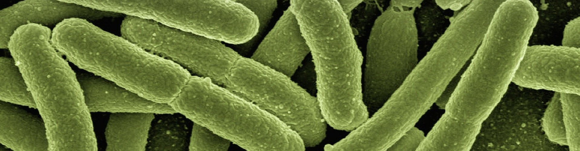 M. Vaccae - Blog - Dr. Jonquille & Mr. Ail