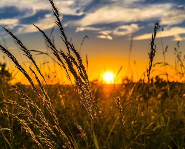 Jardin punk : Un jardinage rebelle et engagé - Blog - Dr. Jonquille & Mr. Ail