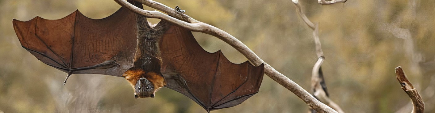 auxilaires-du-jardin-blog-djma Auxiliaires du jardin - Blog - Dr. Jonquille & Mr. Ail