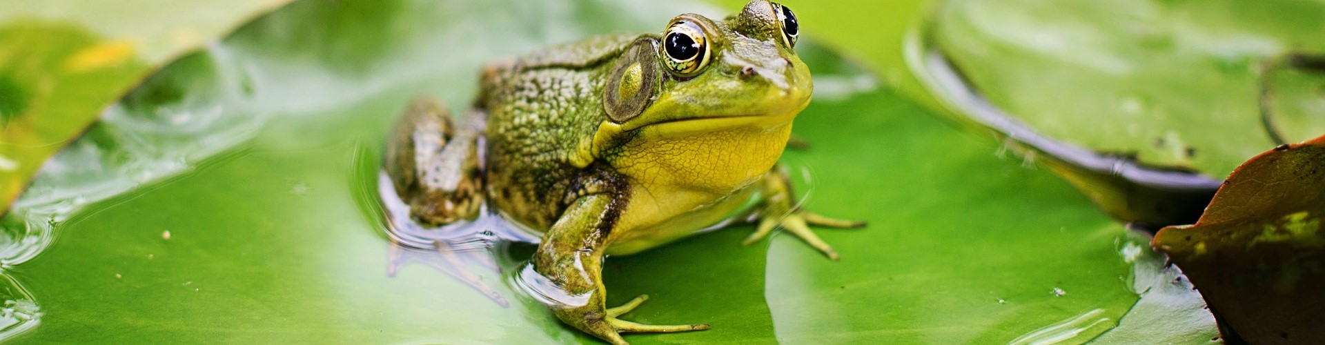 auxiliaires-du-jardin-blog-djma Auxiliaires du jardin - Blog - Dr. Jonquille & Mr. Ail