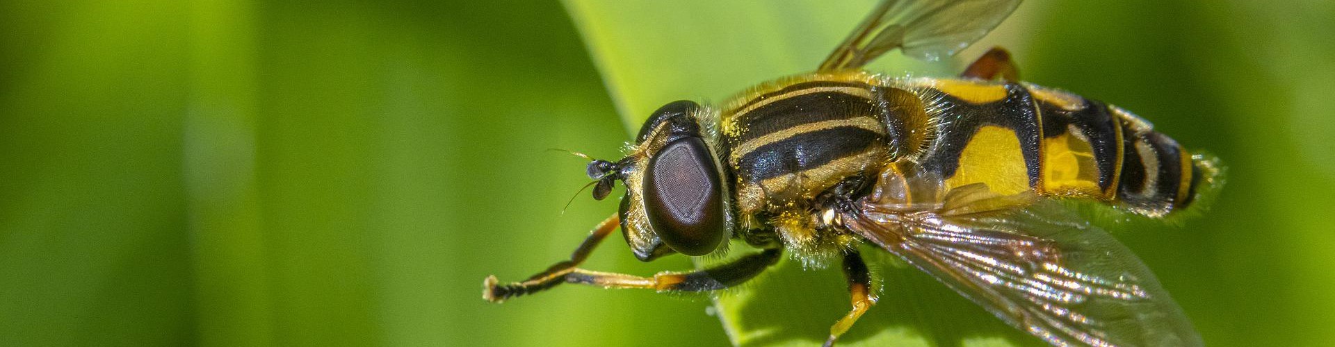 auxiliaires-du-jardin-blog-djma Auxiliaires du jardin - Blog - Dr. Jonquille & Mr. Ail