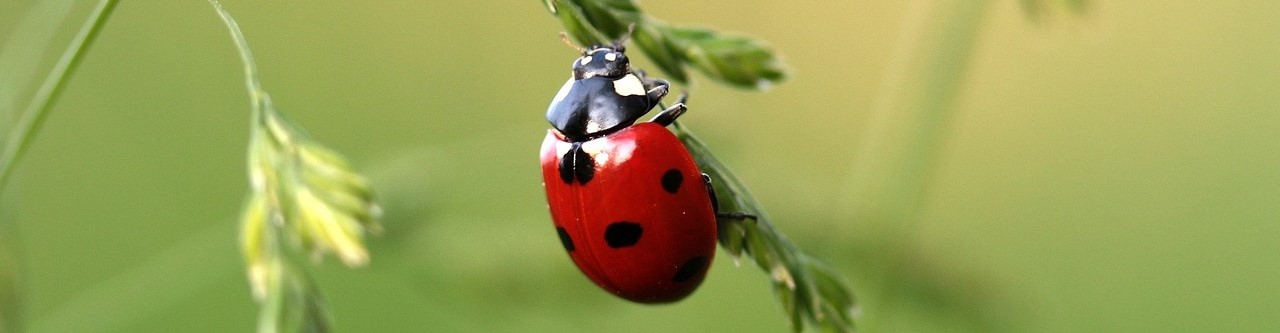 auxiliaires-du-jardin-blog-djma Auxiliaires du jardin - Blog - Dr. Jonquille & Mr. Ail