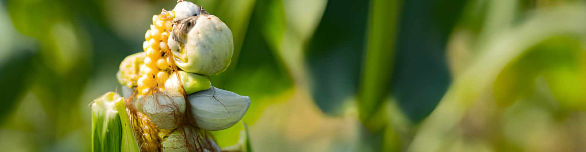 huitlacoche-blog-djma Le huitlacoche - Blog - Dr. Jonquille & Mr. Ail