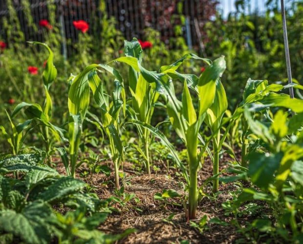 Compagnonnage au potager - Blog - Dr. Jonquille & Mr. Ail