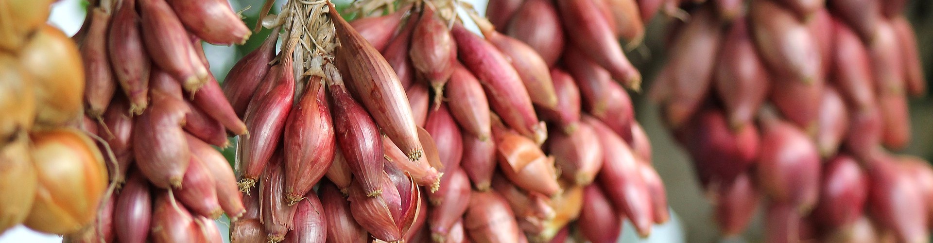 Conservation des légumes - Blog - Dr. jonquille & Mr. ail