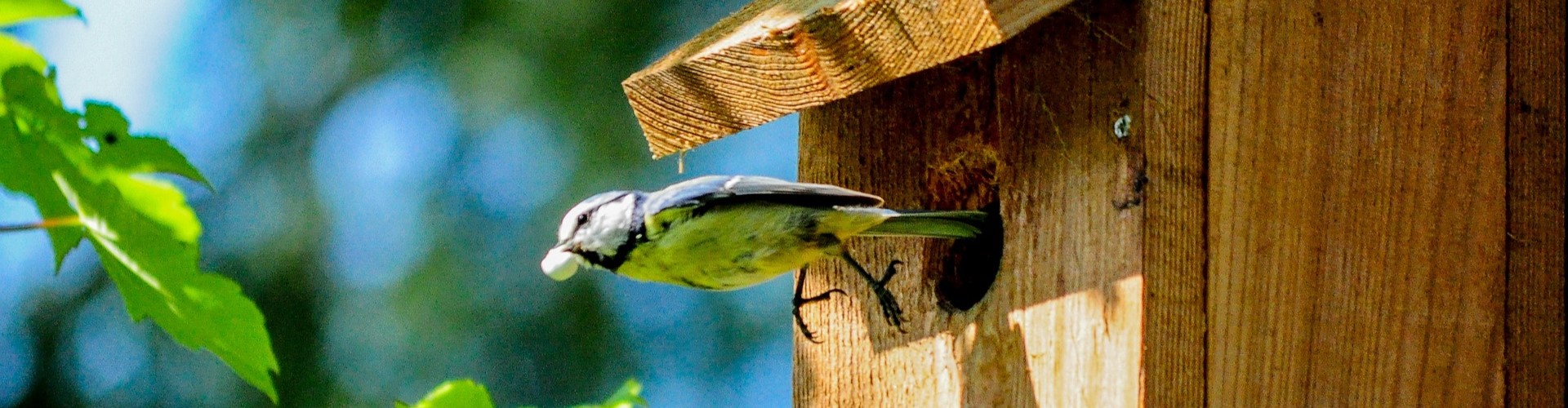 Que faire au jardin en décembre - Blog - Dr. Jonquille & Mr. Ail