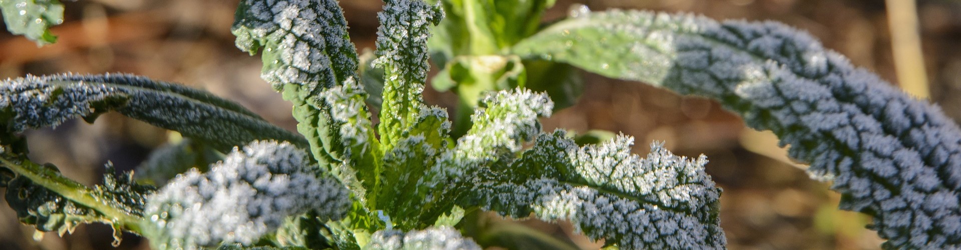 Que faire au jardin en décembre - Blog - Dr. Jonquille & Mr. Ail