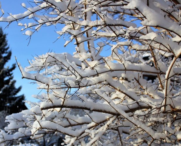 Que faire au jardin en décembre - Blog - Dr. Jonquille & Mr. Ail