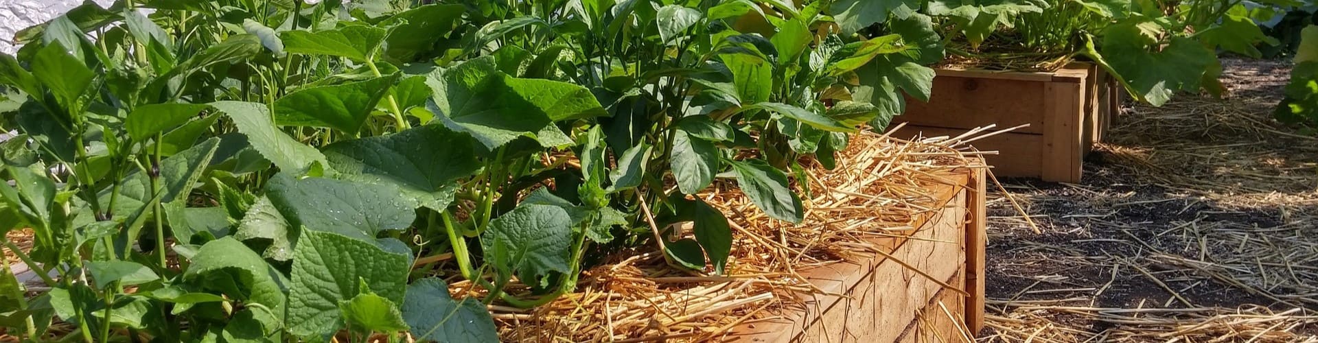 Potager autosuffisant - Blog - Dr. Jonquille & Mr. Ail