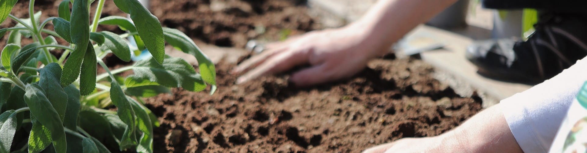 Potager autosuffisant - Blog - Dr. Jonquille & Mr. Ail