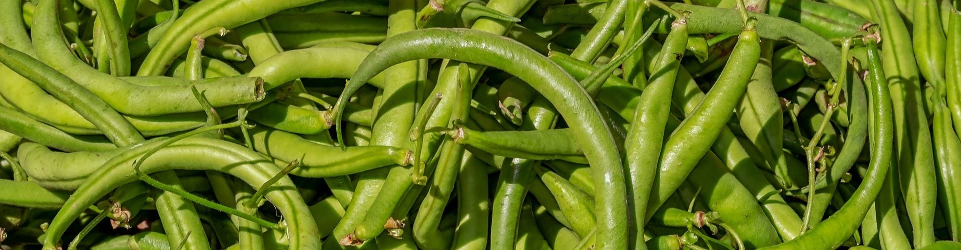 Légumes qui poussent vite - Blog - Dr. Jonquille & Mr. Ail