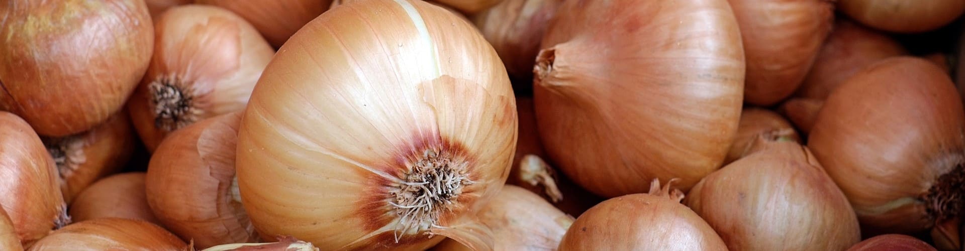 Légumes qui poussent vite - Blog - Dr. Jonquille & Mr. Ail