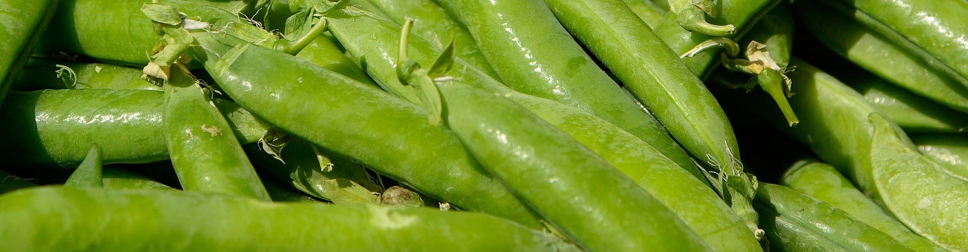 Légumes qui poussent vite - Blog - Dr. Jonquille & Mr. Ail