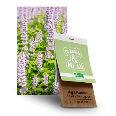 Agastache Rugosa - Graines Bio et Reproductibles - Dr. Jonquille & Mr. Ail